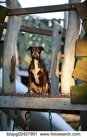 Mixed-breed dog sitting on a bridge View Large Photo Image Stock Image - Mixed-breed dog sitting on a bridge. Fotosearch