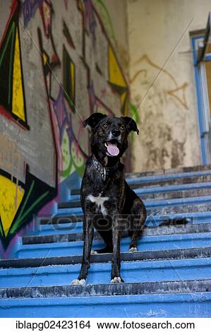 Mixed-breed dog sitting on a staircase in front of a wall with graffiti View Large Photo Image Picture - Mixed-breed dog sitting on a staircase in front of a wall with graffiti. Fotosearch