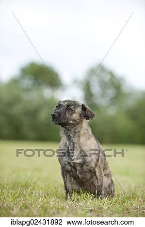 "Mixed-breed dog, sitting" View Large Photo Image Stock Image - "Mixed-breed dog, sitting". Fotosearch