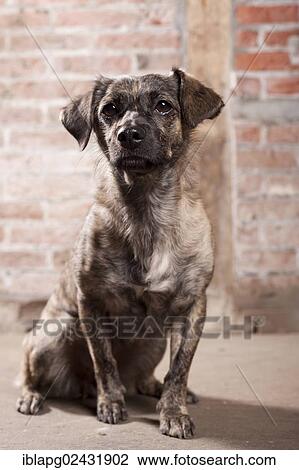 "Mixed-breed dog, sitting" View Large Photo Image Stock Image - "Mixed-breed dog, sitting". Fotosearch