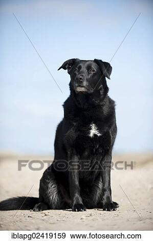 Mixed breed dog, sitting View Large Photo Image Stock Photo - Mixed breed dog, sitting. Fotosearch