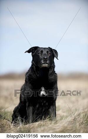Mixed breed dog, sitting View Large Photo Image Stock Photograph - Mixed breed dog, sitting. Fotosearch