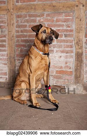 "Mixed-breed dog, sitting, with collar and leash in German national colours" View Large Photo Image Stock Photograph - "Mixed-breed dog, sitting, with collar and leash in German national colours". Fotosearch