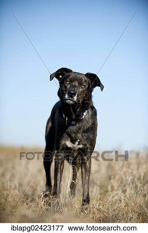 Mixed-breed dog standing in a meadow View Large Photo Image Stock Photo - Mixed-breed dog standing in a meadow. Fotosearch