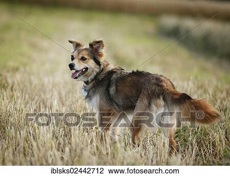 Mixed-breed dog standing in a stubble field View Large Photo Image Stock Image - Mixed-breed dog standing in a stubble field. Fotosearch
