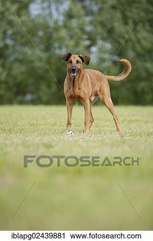 Mixed-breed dog standing on a meadow View Large Photo Image Stock Image - Mixed-breed dog standing on a meadow. Fotosearch