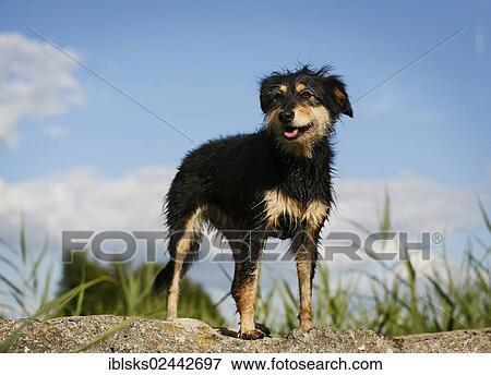 Mixed-breed dog standing on a rock View Large Photo Image Stock Photo - Mixed-breed dog standing on a rock. Fotosearch
