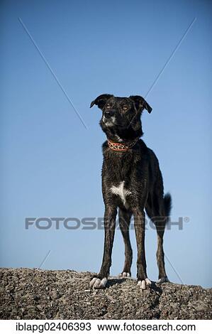 Mixed breed dog standing on a wall View Large Photo Image Stock Image - Mixed breed dog standing on a wall. Fotosearch