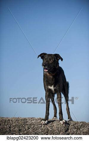 Mixed-breed dog standing on a wall View Large Photo Image Stock Image - Mixed-breed dog standing on a wall. Fotosearch