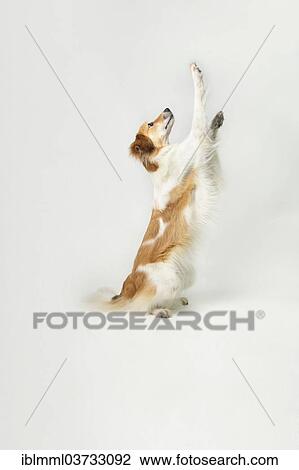 "Mixed-breed dog standing on its hind legs, Germany, Europe" View Large Photo Image Stock Image - "Mixed-breed dog standing on its hind legs, Germany, Europe". Fotosearch