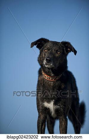 Mixed-breed dog View Large Photo Image Stock Image - Mixed-breed dog. Fotosearch