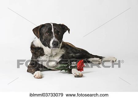 "Mixed-breed dog with a red rose, Germany, Europe" View Large Photo Image Stock Photo - "Mixed-breed dog with a red rose, Germany, Europe". Fotosearch