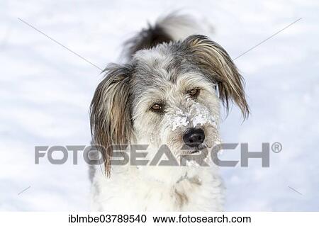"Mixed-breed dog with snow on his nose looking curious and attentive, Germany, Europe" View Large Photo Image Stock Image - "Mixed-breed dog with snow on his nose looking curious and attentive, Germany, Europe". Fotosearch