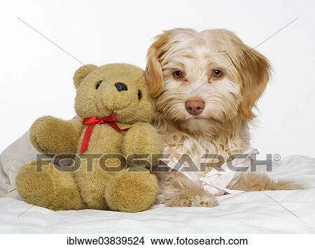 Picture - Mixed-breed dog with teddy bear. Fotosearch
