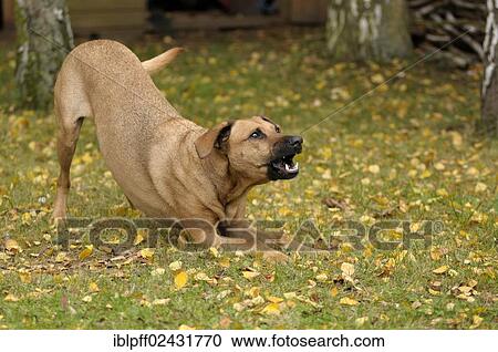 Mixed-breed Rhodesian Ridgeback barking encouragingly View Large Photo Image Stock Image - Mixed-breed Rhodesian Ridgeback barking encouragingly. Fotosearch