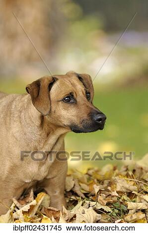 Mixed-breed Rhodesian Ridgeback in a pile of leaves View Large Photo Image Stock Photography - Mixed-breed Rhodesian Ridgeback in a pile of leaves. Fotosearch