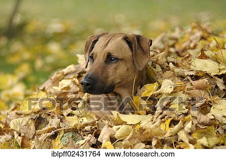 Mixed-breed Rhodesian Ridgeback lying in a pile of leaves View Large Photo Image Picture - Mixed-breed Rhodesian Ridgeback lying in a pile of leaves. Fotosearch