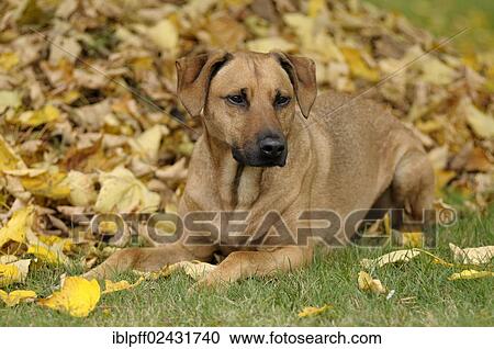 Stock Image - Mixed-breed Rhodesian Ridgeback lying in front of a pile of leaves. Fotosearch