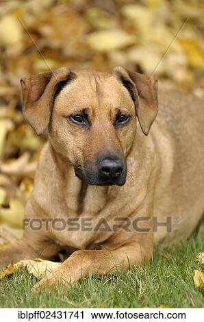 Mixed-breed Rhodesian Ridgeback lying in front of a pile of leaves View Large Photo Image Stock Image - Mixed-breed Rhodesian Ridgeback lying in front of a pile of leaves. Fotosearch