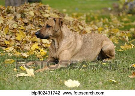 Mixed-breed Rhodesian Ridgeback lying in front of a pile of leaves View Large Photo Image Stock Image - Mixed-breed Rhodesian Ridgeback lying in front of a pile of leaves. Fotosearch