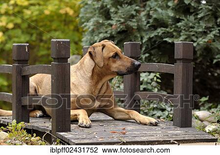 Mixed-breed Rhodesian Ridgeback lying on a wooden bridge View Large Photo Image Stock Image - Mixed-breed Rhodesian Ridgeback lying on a wooden bridge. Fotosearch