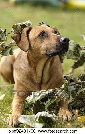 Stock Image - Mixed-breed Rhodesian Ridgeback lying under a branch with withered leaves. Fotosearch