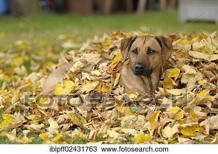 Mixed-breed Rhodesian Ridgeback lying in a pile of leaves View Large Photo Image Stock Image - Mixed-breed Rhodesian Ridgeback lying in a pile of leaves. Fotosearch