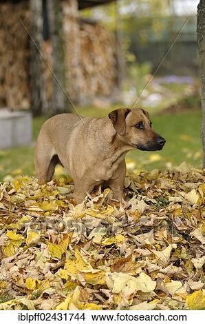 Picture - Mixed-breed Rhodesian Ridgeback standing in a pile of leaves. Fotosearch