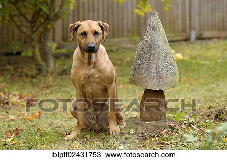 Mixed-breed Rhodesian Ridgeback sitting beside a wooden mushroom View Large Photo Image Stock Image - Mixed-breed Rhodesian Ridgeback sitting beside a wooden mushroom. Fotosearch