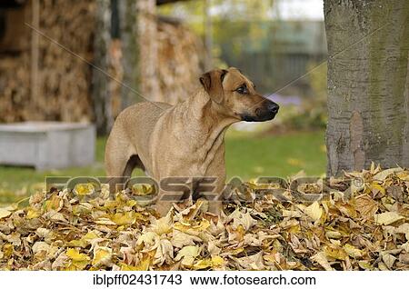 Mixed-breed Rhodesian Ridgeback standing in a pile of leaves View Large Photo Image Stock Image - Mixed-breed Rhodesian Ridgeback standing in a pile of leaves. Fotosearch