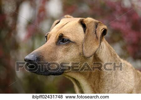 "Mixed-breed Rhodesian Ridgeback, portrait" View Large Photo Image Stock Photo - "Mixed-breed Rhodesian Ridgeback, portrait". Fotosearch