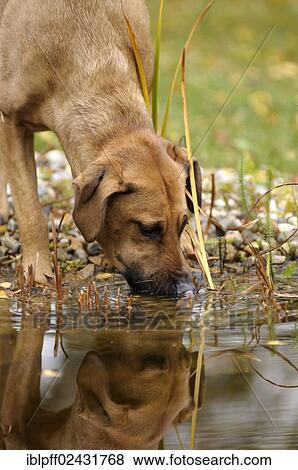 Mixed-breed Rhodesian Ridgeback drinking from a pond View Large Photo Image Stock Photo - Mixed-breed Rhodesian Ridgeback drinking from a pond. Fotosearch