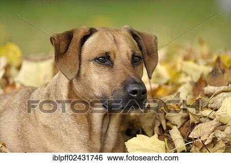 "Mixed-breed Rhodesian Ridgeback, portrait in front of a pile of leaves" View Large Photo Image Stock Photograph - "Mixed-breed Rhodesian Ridgeback, portrait in front of a pile of leaves". Fotosearch