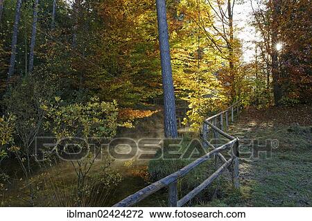 Mixed forest and a stream in autum, landscape near the Osterseen lakes, Iffeldorf, Fuenfseenland region, Upper Bavaria, Bavaria, Germany, Europe View Large Photo Image Stock Image - Mixed forest and a stream in autum, landscape near the Osterseen lakes, Iffeldorf, Fuenfseenland region, Upper Bavaria, Bavaria, Germany, Europe. Fotosearch