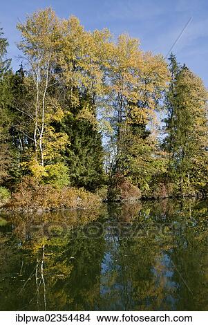 "Mixed forest in autumn, river bank with reflections, Bavaria, Germany, Europe" View Large Photo Image Picture - "Mixed forest in autumn, river bank with reflections, Bavaria, Germany, Europe". Fotosearch