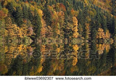 Stock Photo - "Mixed forest in autumn with its reflection in a mountain lake, Nussensee lake, Salzkammergut, Austria, Europe". Fotosearch