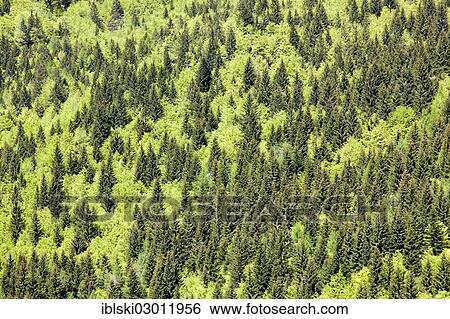 Stock Photograph - "Mixed forest near Bovec, Slovenia, Europe". Fotosearch