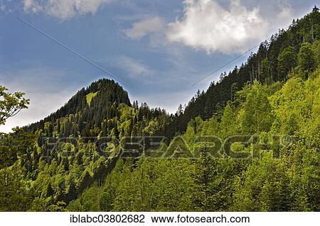 "Mixed forest near Hinterstein, Allgau, Bavaria, Germany, Europe" View Large Photo Image Stock Image - "Mixed forest near Hinterstein, Allgau, Bavaria, Germany, Europe". Fotosearch