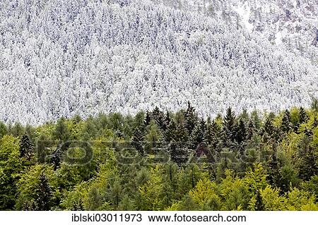 "Mixed forest with some snow-covered and green trees after a brief snowfall, in Triglav National Park, Julian Alps, near Kranjska Gora, Slovenia, Europe" View Large Photo Image Stock Image - "Mixed forest with some snow-covered and green trees after a brief snowfall, in Triglav National Park, Julian Alps, near Kranjska Gora, Slovenia, Europe". Fotosearch