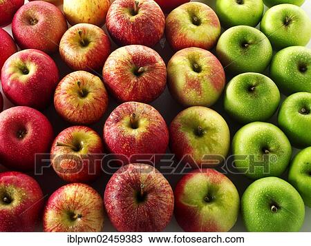Mixed fresh apples View Large Photo Image Stock Image - Mixed fresh apples. Fotosearch