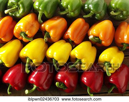 "Mixed red, green, yellow and orange fresh bell peppers" View Large Photo Image Stock Image - "Mixed red, green, yellow and orange fresh bell peppers". Fotosearch