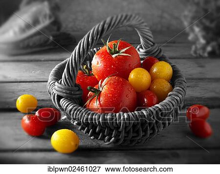 Mixed tomatoes in a basket View Large Photo Image Stock Photo - Mixed tomatoes in a basket. Fotosearch