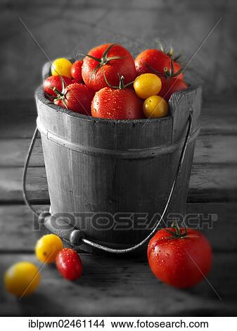 Mixed tomatoes in a bucket View Large Photo Image Picture - Mixed tomatoes in a bucket. Fotosearch