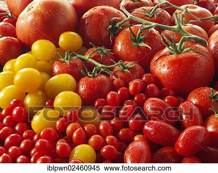 Stock Photography - Mixed yellow and red vine tomatoes. Fotosearch