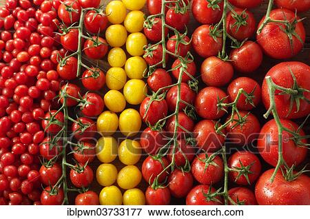 Mixed yellow & red vine tomatoes View Large Photo Image Stock Photo - Mixed yellow & red vine tomatoes. Fotosearch