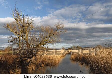 "Moat with reeds and willows in evening light in the riparian forest, Middle Elbe Biosphere Reserve, Dessau-Rosslau, Saxony-Anhalt, Germany, Europe" View Large Photo Image Stock Photograph - "Moat with reeds and willows in evening light in the riparian forest, Middle Elbe Biosphere Reserve, Dessau-Rosslau, Saxony-Anhalt, Germany, Europe". Fotosearch