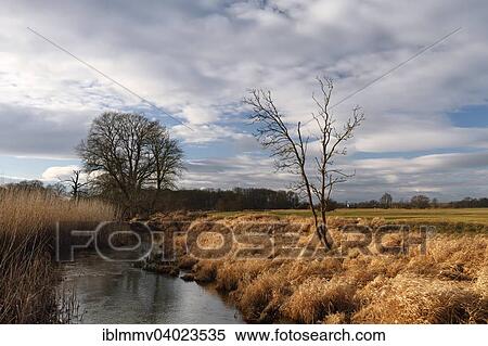 Stock Photography - "Moat with reeds and willows in evening light in the riparian forest, Middle Elbe Biosphere Reserve, Dessau-Rosslau, Saxony-Anhalt, Germany, Europe". Fotosearch
