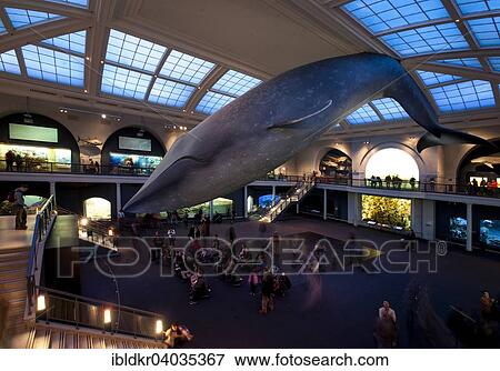 Stock Photo - "Model of a Blue Whale (Balaenoptera musculus), Hall of Ocean Life, American Museum of Natural History, Manhattan, New York, United States, North America". Fotosearch