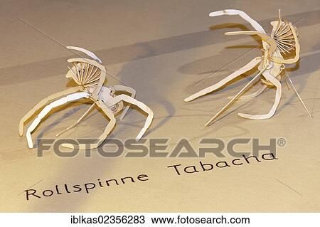 Stock Image - "Model showing the movement of the Tabacha rolling spider, IdeenPark 2012, a technology and education summit conference for young people, Essen, Ruhr area, North Rhine-Westphalia, Germany, Europe". Fotosearch