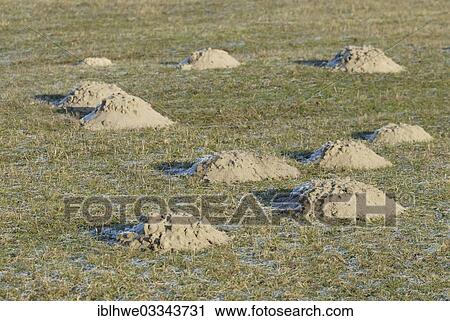 "Molehills, Hamburg, Hamburg, Germany, Europe" View Large Photo Image Stock Image - "Molehills, Hamburg, Hamburg, Germany, Europe". Fotosearch